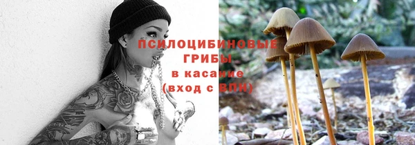 шишки Абаза